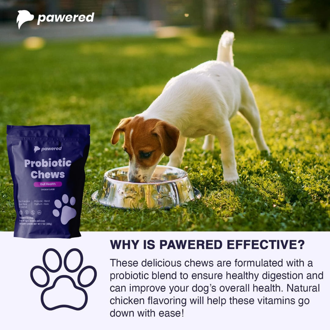 Biocell Chews Probiotic Chews – Pawered
